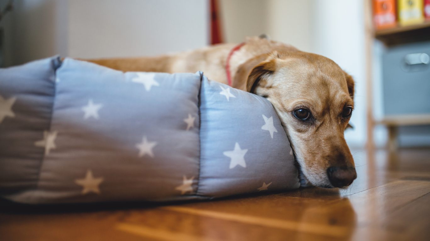 Un Chien Vacciné Peut-il Attraper La Parvovirose